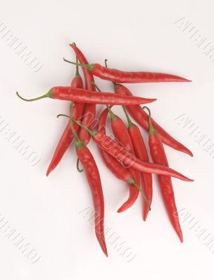 chilies on white background