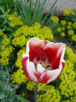 red-white tulip