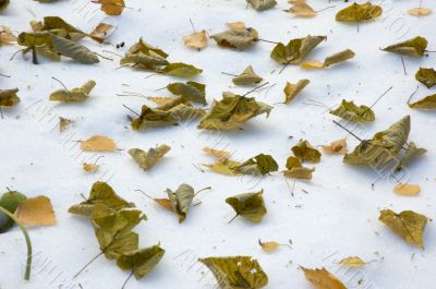 autumn leaves over first snow