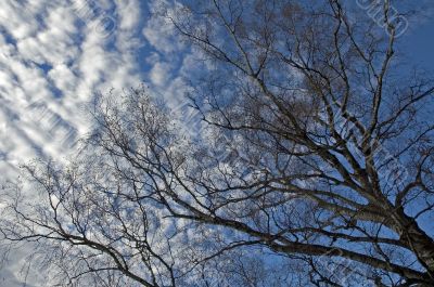 tree and sky