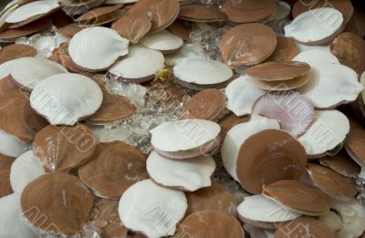 fishmarket - scallops