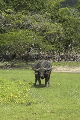 water buffalo