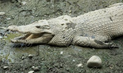 smiling crocodile