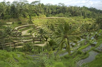 rice terrace