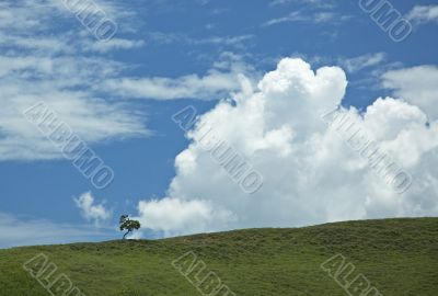background of blue sky and green grass and lonely tree