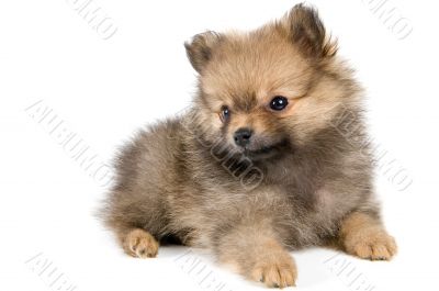 The puppy of the spitz-dog