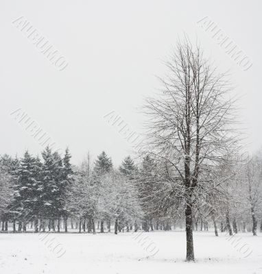 lonely tree in winter forest