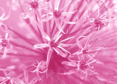 Pink floral background