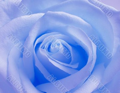 Blue rose