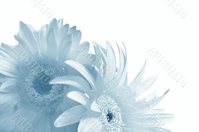 Celebratory blue  card