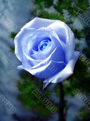 Blue rose