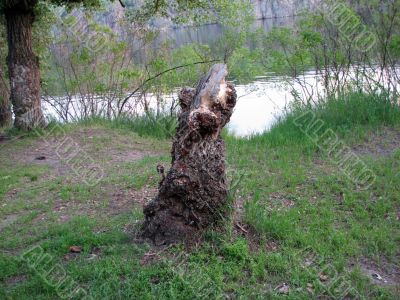 big stump on the bank of the Dnieper River