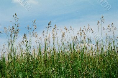 grass