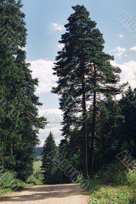 pine tree