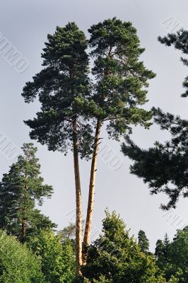 pine tree