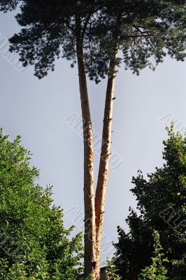 pine tree