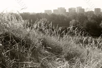 grass