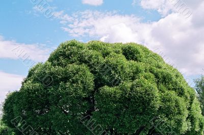 green tree