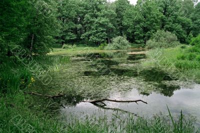 ponds