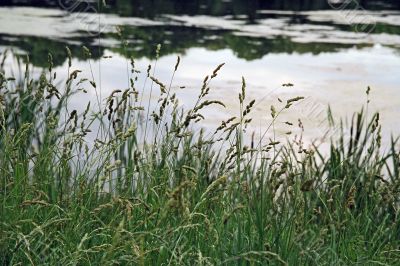 grass