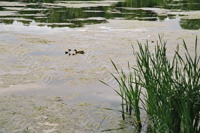 ponds