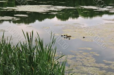 ponds