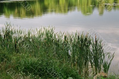 ponds