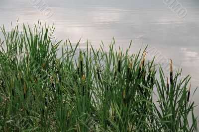 ponds