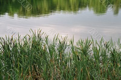 ponds
