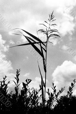 grass
