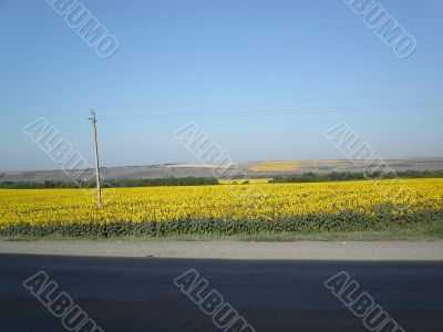 sunflower