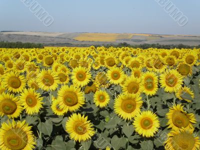 sunflower