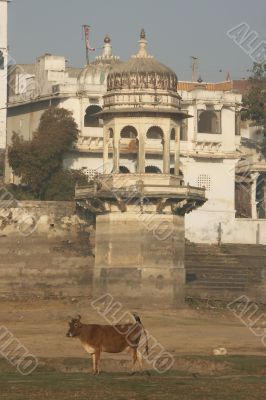 Cow on a dry riverbed