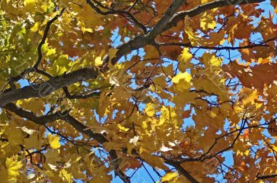 autumn leaves background