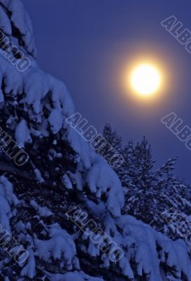 winter night