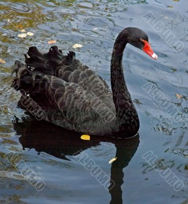black swan