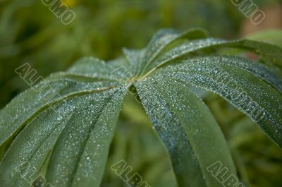 dew