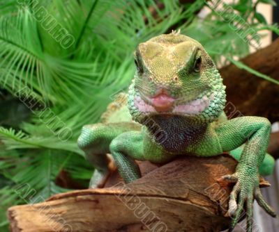 green lizard