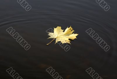 leaf in water