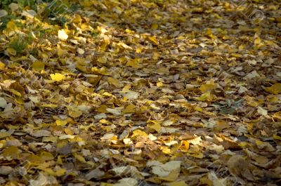 autumn leaves