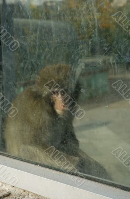sad monkey behind dirty window