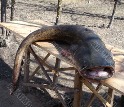 catfish