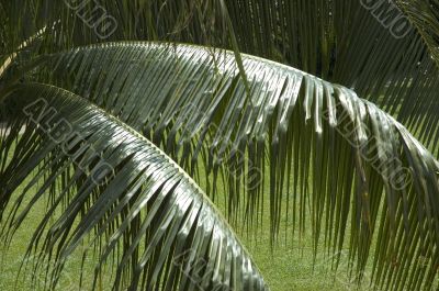 palm leaves