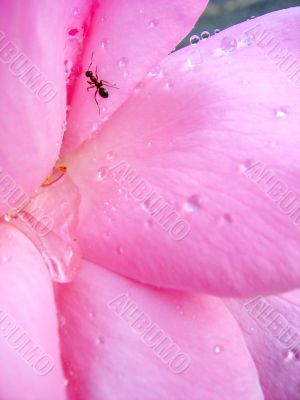 Rose and dew