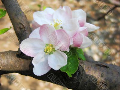 Apple blossom