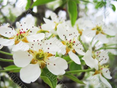 Pear blossom