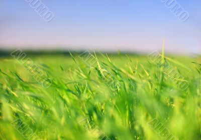 Earth & sky: grass