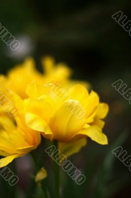 Yellow flower on black