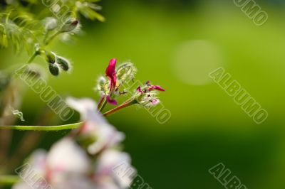 flowers on green background