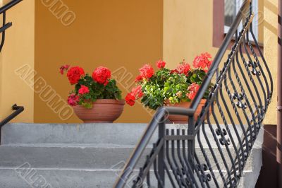 Flowers on staircase